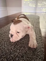 Charlotte, a female English Bulldog for sale in Charlotte, NC – 7 of 7