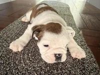 Charlotte, a female English Bulldog for sale in Charlotte, NC – 4 of 7