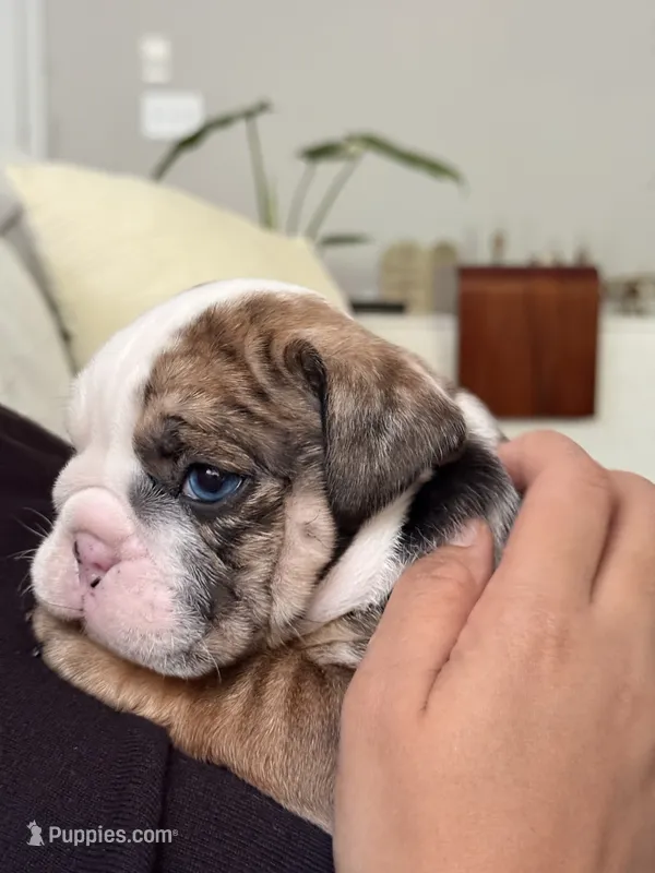 Wilmington – English Bulldog puppy for sale in Charlotte, NC
