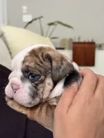Wilmington, a male English Bulldog for sale in Charlotte, NC – 1 of 10