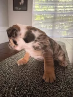 Wilmington, a male English Bulldog for sale in Charlotte, NC – 2 of 10
