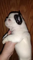 Sia, a female French Bulldog for sale in Marion, IL – 5 of 5