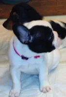 Sianna, a female French Bulldog for sale in Marion, IL – 3 of 7
