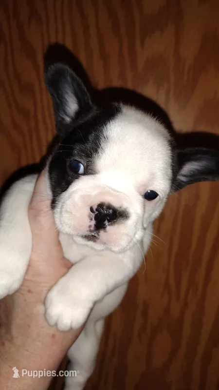 Sia – French Bulldog puppy for sale in Marion, IL