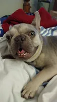 Stetson , a male French Bulldog for sale in Marion, IL – 7 of 9