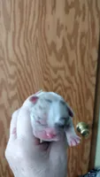 Angels Azul, a male French Bulldog for sale in Marion, IL – 3 of 4