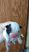 Sia, a female French Bulldog for sale in Marion, IL – 3 of 4