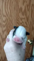 Mia, a female French Bulldog for sale in Marion, IL – 5 of 5