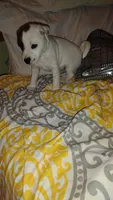 Rascal, a male Jack Russell Terrier for sale in Marion, IL – 7 of 7