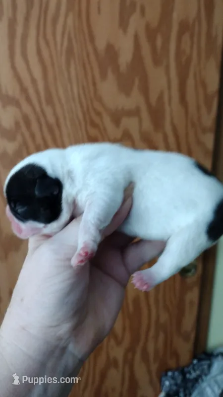 Rex – French Bulldog puppy for sale in Marion, IL