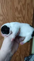 Rex, a male French Bulldog for sale in Marion, IL – 1 of 3
