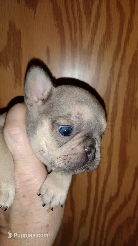 Stetson  – French Bulldog puppy for sale in Marion, IL