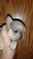 Stetson , a male French Bulldog for sale in Marion, IL – 1 of 9