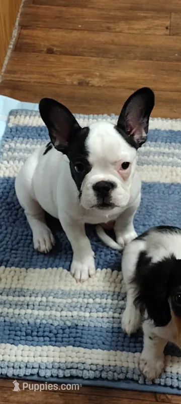 Sianna – French Bulldog puppy for sale in Marion, IL