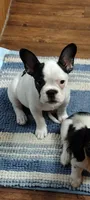 Sianna, a female French Bulldog for sale in Marion, IL – 1 of 10