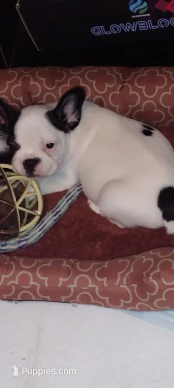 Sianna – French Bulldog puppy for sale in Marion, IL