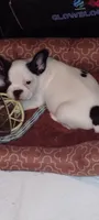 Sianna, a female French Bulldog for sale in Marion, IL – 4 of 10