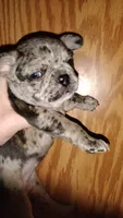 Iz, a female French Bulldog for sale in Marion, IL – 3 of 3