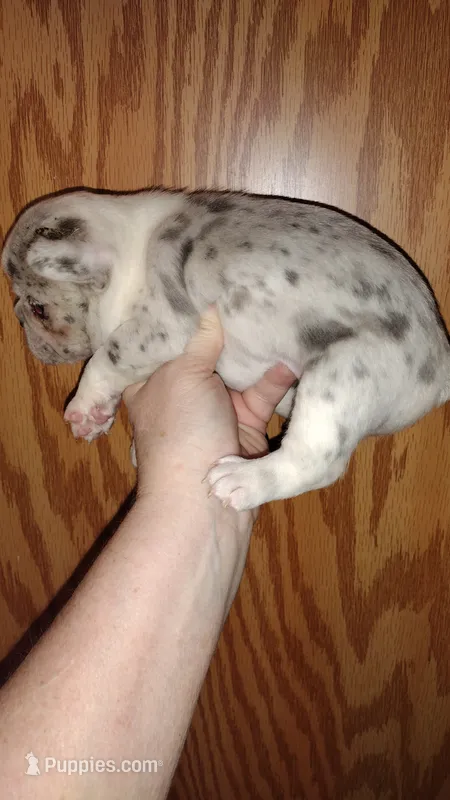 Snow white – French Bulldog puppy for sale in Marion, IL