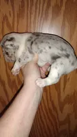 Snow white, a female French Bulldog for sale in Marion, IL – 1 of 6