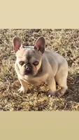 Stetson , a male French Bulldog for sale in Marion, IL – 9 of 9