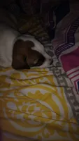 Rascal, a male Jack Russell Terrier for sale in Marion, IL – 5 of 7