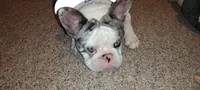 Lexi, a female French Bulldog for sale in Marion, IL – 2 of 2