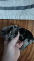 Izzy, a female French Bulldog for sale in Marion, IL – 2 of 3