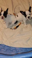 Rex, a male French Bulldog for sale in Marion, IL – 7 of 7