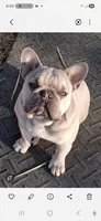 Stetson , a male French Bulldog for sale in Marion, IL – 8 of 9