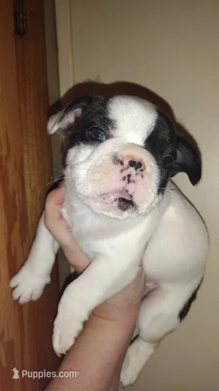Rex – French Bulldog puppy for sale in Marion, IL