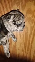 Iz, a female French Bulldog for sale in Marion, IL – 2 of 3
