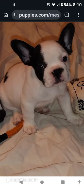 Sia  – French Bulldog puppy for sale in Marion, IL