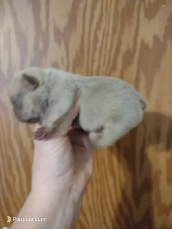 Cash – French Bulldog puppy for sale in Marion, IL
