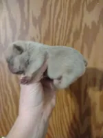 Cash, a male French Bulldog for sale in Marion, IL – 1 of 1
