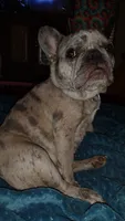 Snow white, a female French Bulldog for sale in Marion, IL – 4 of 6