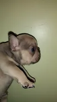 Stetson , a male French Bulldog for sale in Marion, IL – 2 of 9