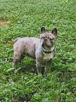 Chosen , a male French Bulldog for sale in Marion, IL – 3 of 4