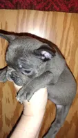 Zilo, a male French Bulldog for sale in Marion, IL – 3 of 4