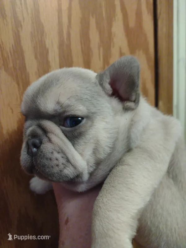 Cash – French Bulldog puppy for sale in Marion, IL