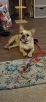 Sianna, a female French Bulldog for sale in Marion, IL – 7 of 8