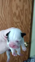 Sia, a female French Bulldog for sale in Marion, IL – 4 of 4