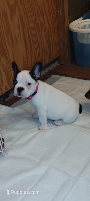 Sianna – French Bulldog puppy for sale in Marion, IL