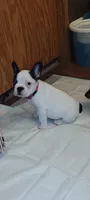 Sianna, a female French Bulldog for sale in Marion, IL – 2 of 7
