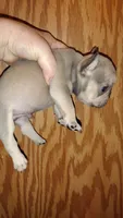 Stetson , a male French Bulldog for sale in Marion, IL – 5 of 9