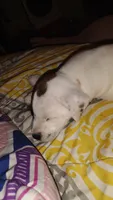 Rascal, a male Jack Russell Terrier for sale in Marion, IL – 3 of 7