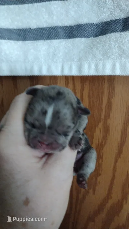Izzy – French Bulldog puppy for sale in Marion, IL