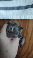 Izzy, a female French Bulldog for sale in Marion, IL – 1 of 3