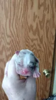 Angels Azul, a male French Bulldog for sale in Marion, IL – 4 of 4