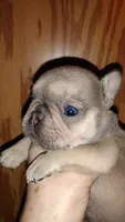 Stetson , a male French Bulldog for sale in Marion, IL – 3 of 9